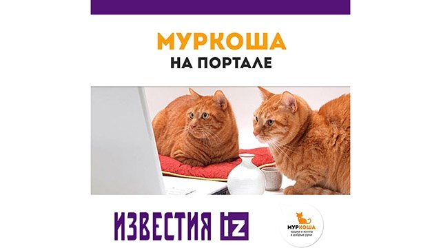 Воды котам: как защитить домашних питомцев от жары