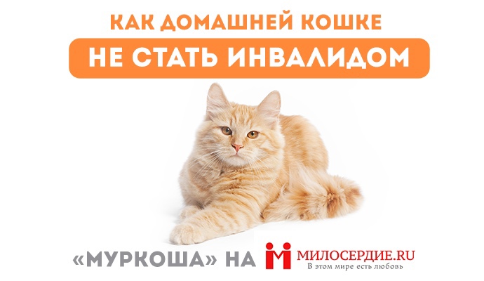 "МУРКОША" на МИЛОСЕРДИЕ.RU
