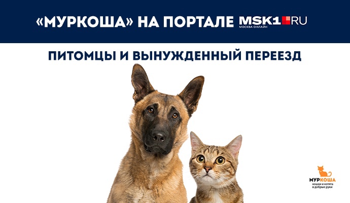 "МУРКОША" на портале MSK1.RU