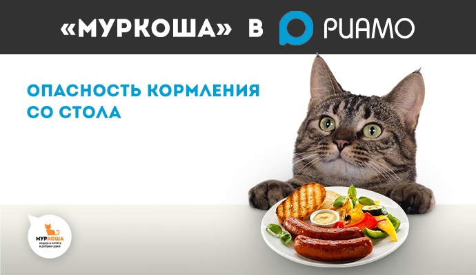 Что будет, если кормить кошку со стола?