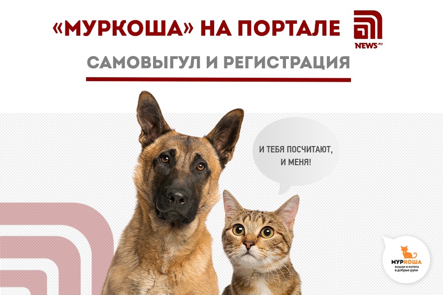 "Муркоша" на портале NEWS