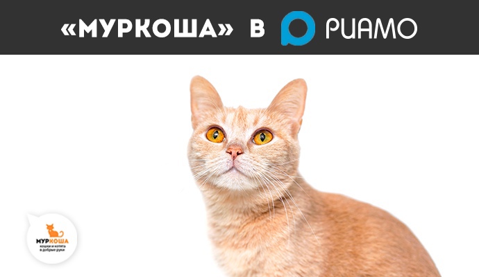 Материалы с экспертом "Муркоша" на портале РИАМО