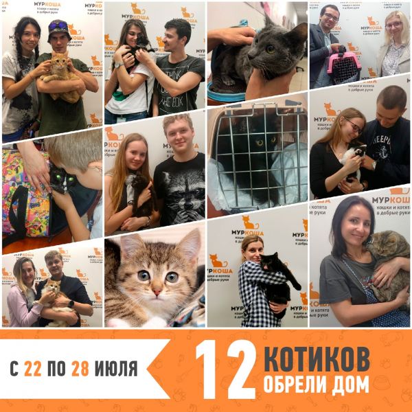 Итоги работы с 22 по 28 июля