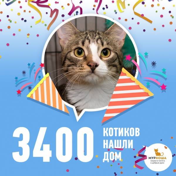 3400 котиков "Муркоши" дома