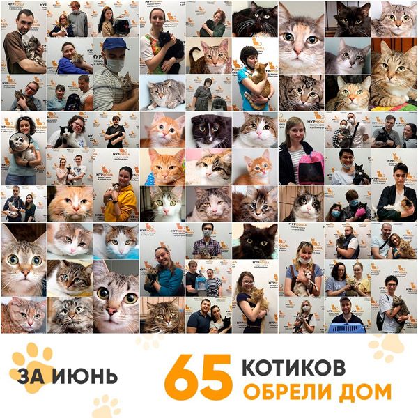 Итоги работы Adoption центра за июнь 2020