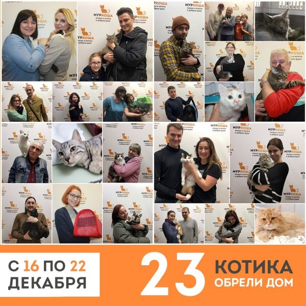 Итоги работы приюта с 16 по 22 декабря