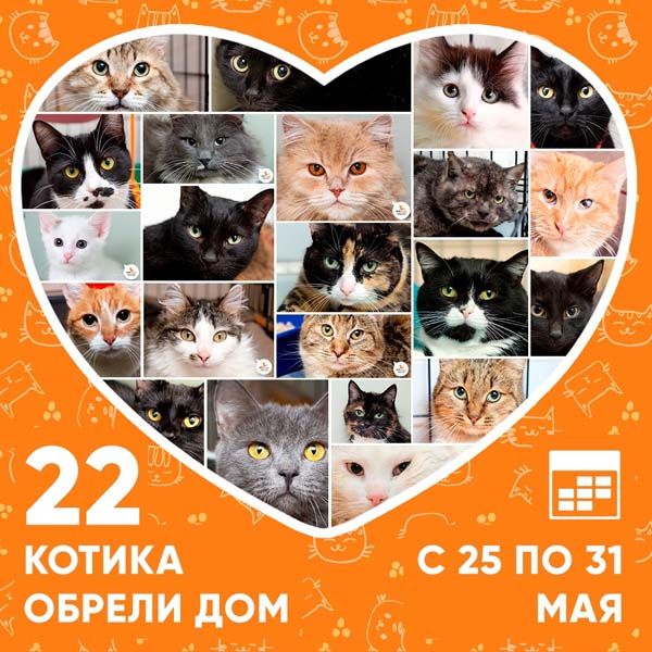 Итоги работы приюта с 25 по 31 мая