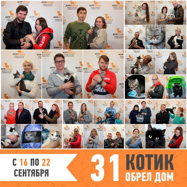 Итоги работы приюта с 16 по 22 сентября