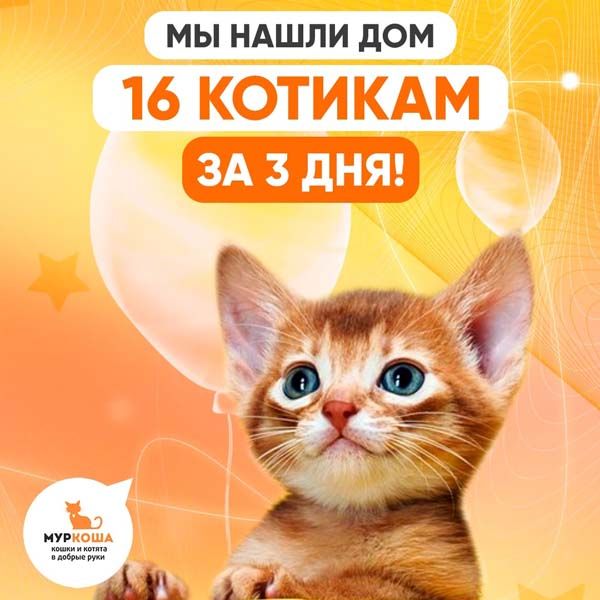 Мы нашли дом 16 котикам за 3 дня!