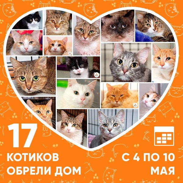 Итоги работы приюта с 4 по 10 мая