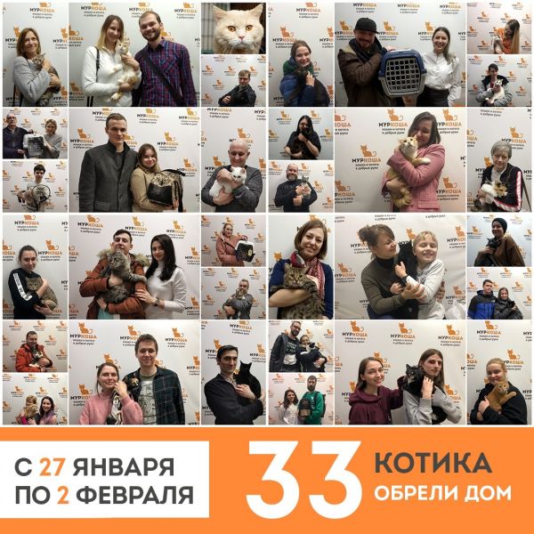 Итоги работы приюта с 27 января по 2 февраля