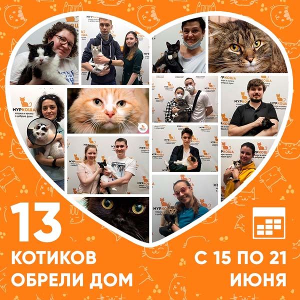 Итоги работы приюта с 15 по 21 июня