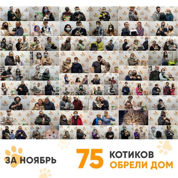 Итоги работы Adoption центра за ноябрь 2020