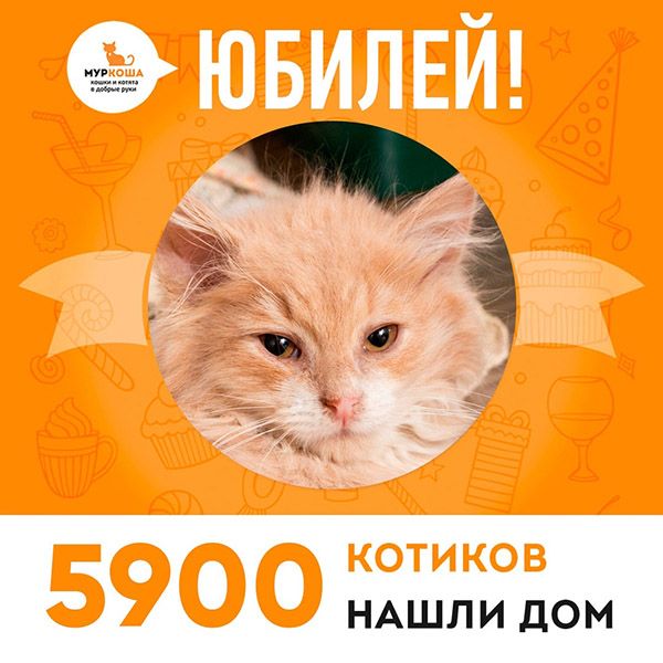 Котенок Назарушка стал 5900-ым выпускником adoption центра "Муркоша"!
