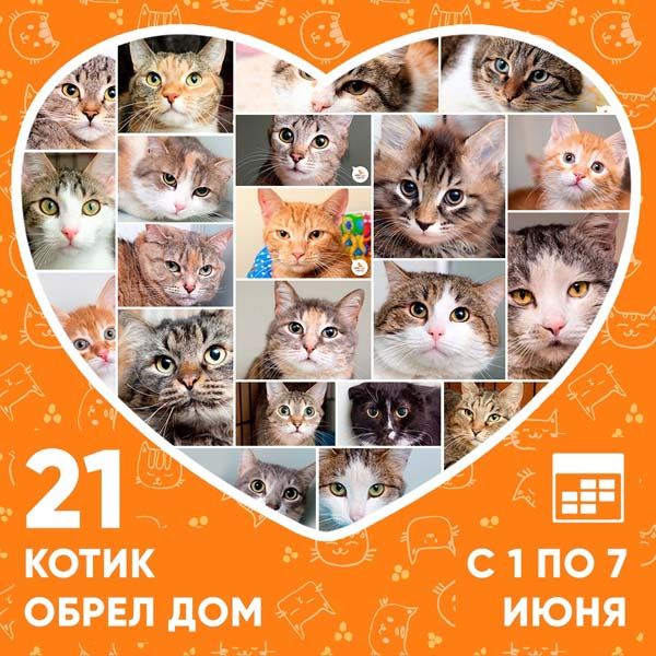 Итоги работы приюта с 1 по 7 июня
