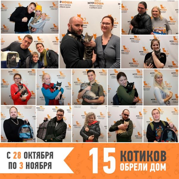 Итоги работы приюта с 28 октября по 3 ноября
