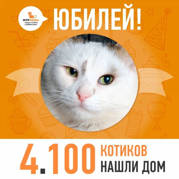 Отправился домой 4100-ый счастливец, котик Шуберт!