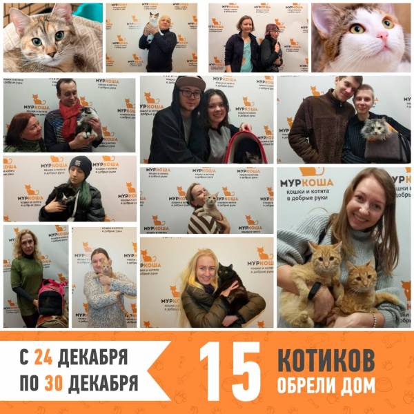 Итоги работы  приюта с 24 по 30 декабря