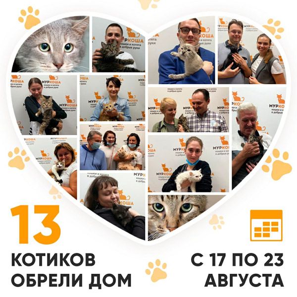 Итоги работы Adoption центра с 17 по 23 августа