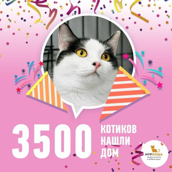 3500 котиков "Муркоши" дома