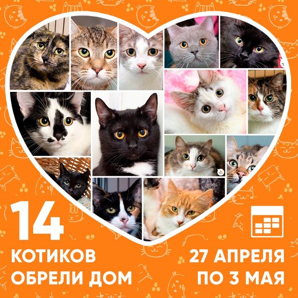 Итоги работы приюта с 27 апреля по 3 мая
