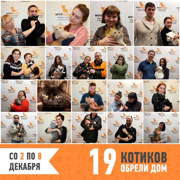 Итоги работы приюта с 2 по 8 декабря