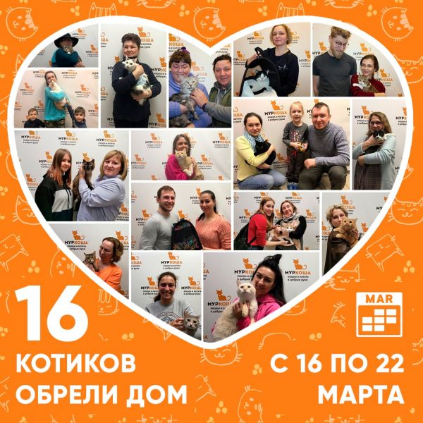 Итоги работы приюта с 16 по 22 марта