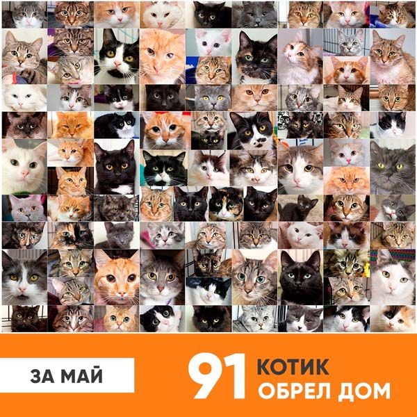 Итоги работы приюта за май 2020