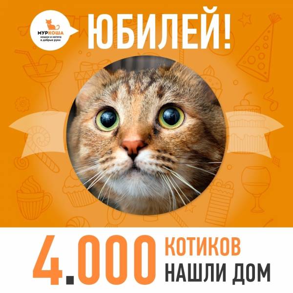 Команда приюта "Муркоша" отдала в добрые руки кошечку Георгину, которая стала юбилейной,4000-ой выпускницей!!!