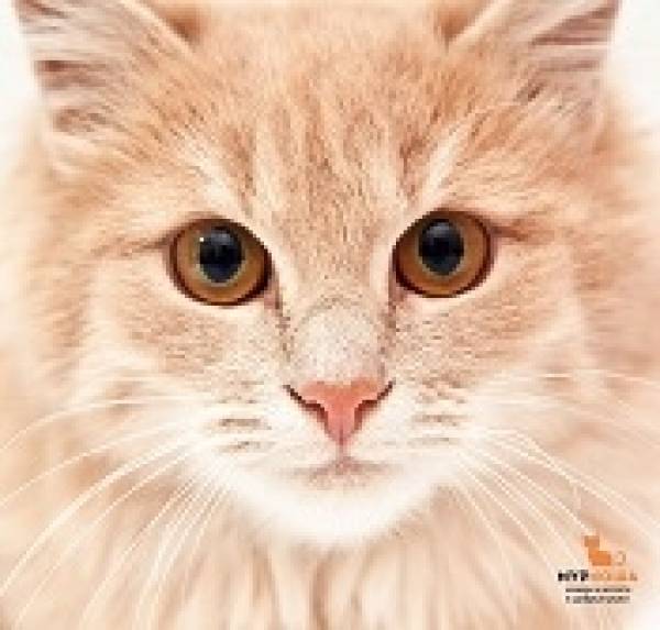 2900 котиков "Муркоши" нашли дом!