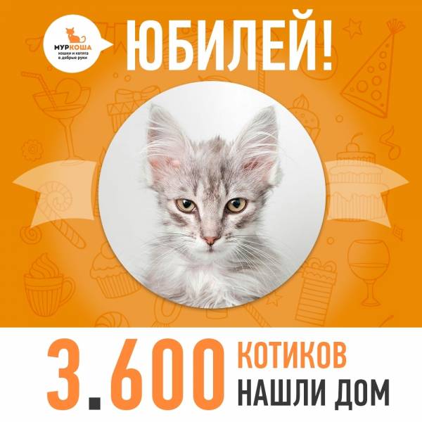 Отправился домой 3600-й счастливец, котёнок Ашер!