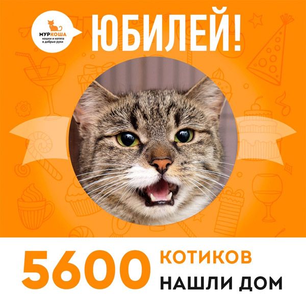 Отправилась домой 5600-ая счастливица, кошечка Динь-Динь!