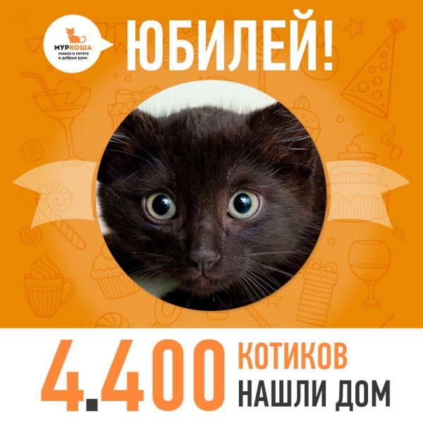 Отправился домой 4400-ый счастливец, котенок Балуша