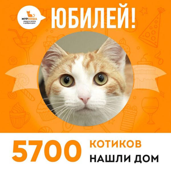 Отправилась домой 5700-ая счастливица, юная кошечка Гелька!