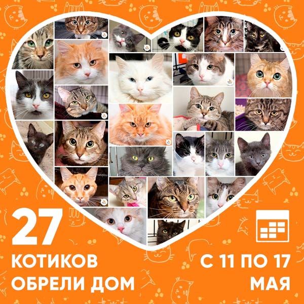 Итоги работы приюта с 11 по 17 мая
