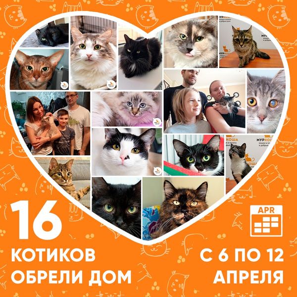 Итоги работы приюта с 6 по 12 апреля