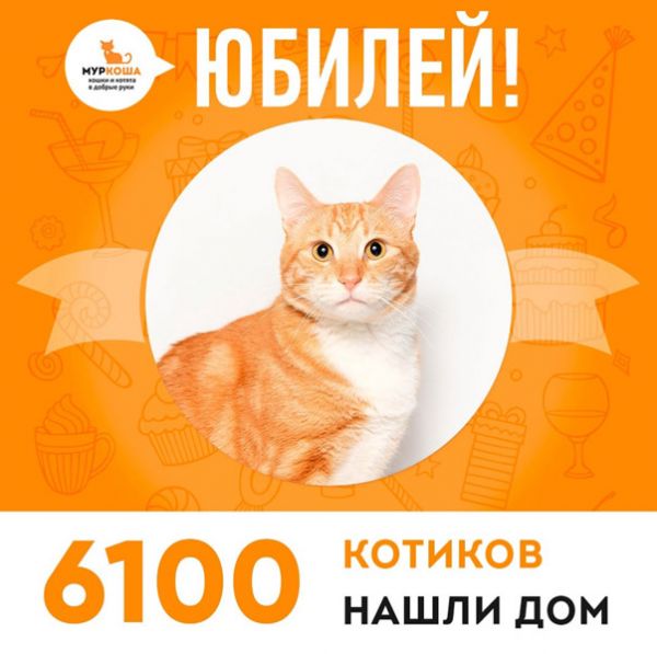 Отправился домой 6100-ый счастливец, котик Саймон!
