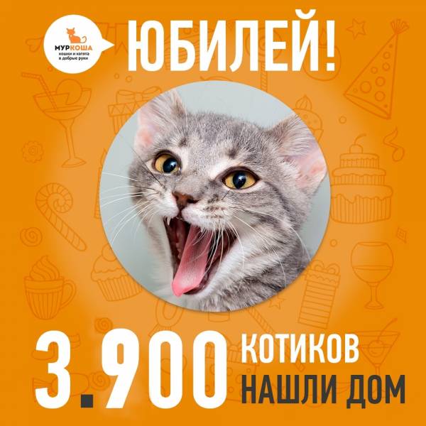 Отправился домой 3900-ый счастливец, котенок Джулиан!