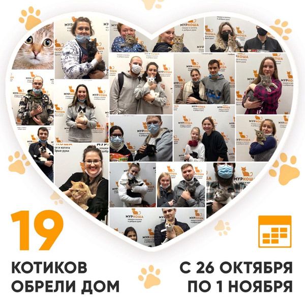Итоги работы Adoption центра с 26 октября по 1 ноября