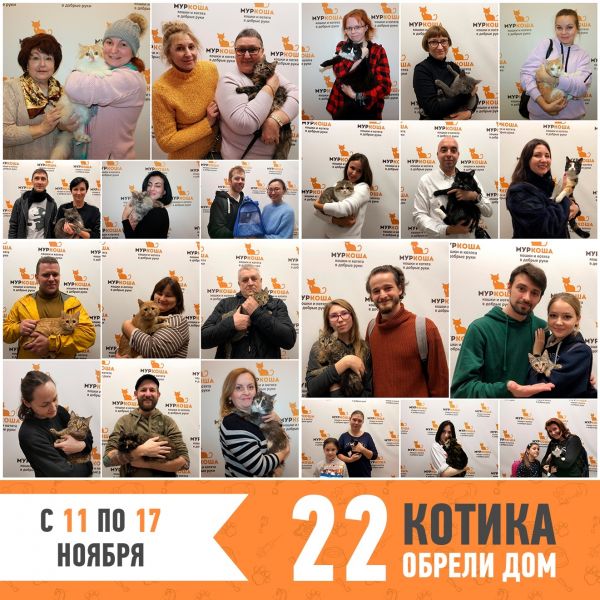 Итоги работы приюта с 11 по 17 ноября