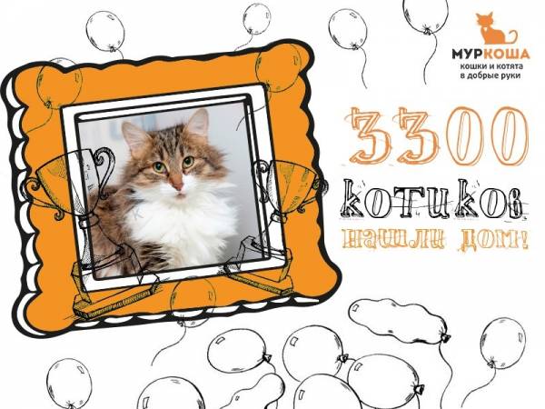 3300 котиков "Муркоши" дома!