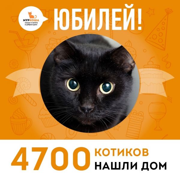 Отправился домой 4700-ый счастливчик, котик Жерар!