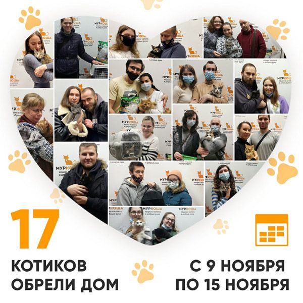 Итоги работы Adoption центра с 9 по 15 ноября