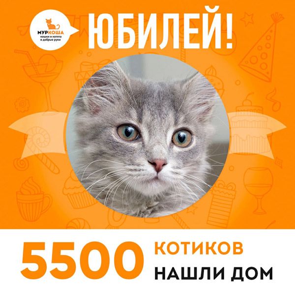 Отправилась домой 5500-ая счастливица, юная кошечка Мамбуру!