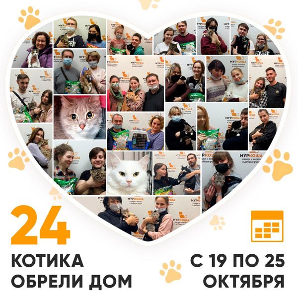 Итоги работы нашего центра с 19 по 25 октября