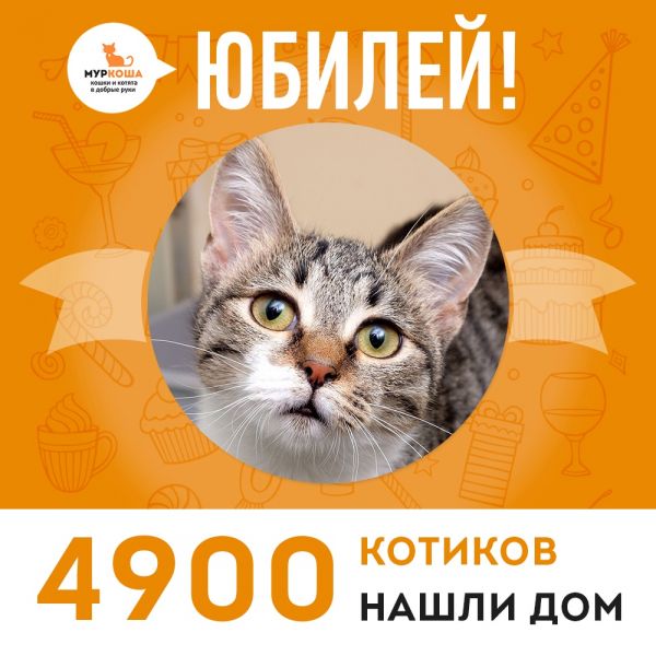 Шестимесячная кошечка Айси стала 4900-ой выпускницей приюта "Муркоша"!