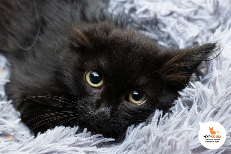 Котик