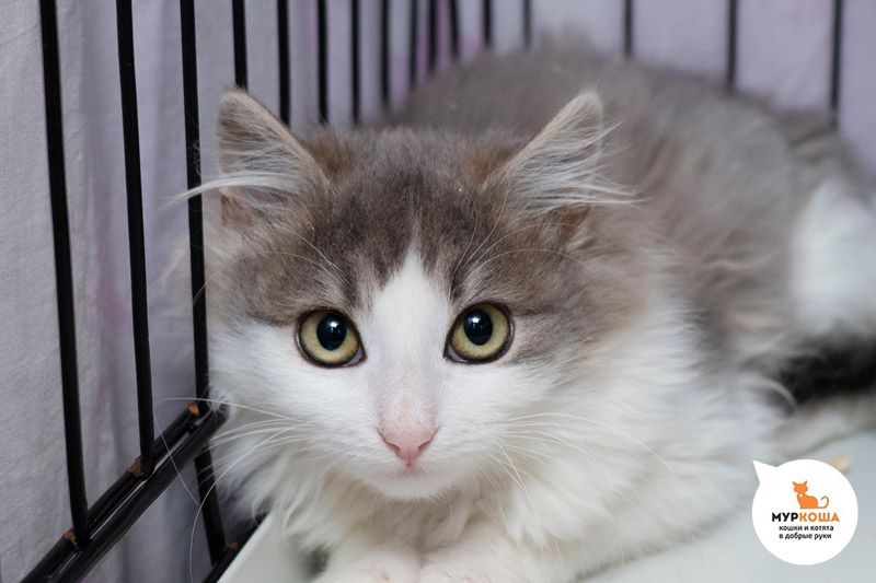 Котик