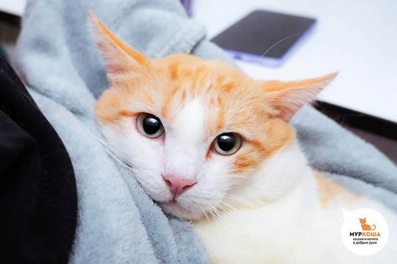 Котик