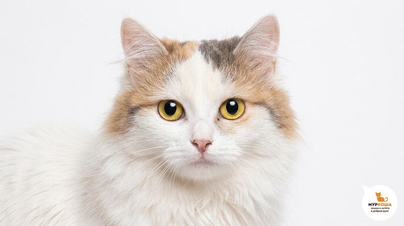 Котик